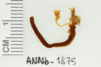 Media type: image;   Invertebrate Zoology ANNb-1875 Description: Digital photograph of preserved specimen.;